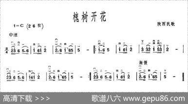 槐树开花