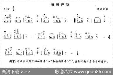 槐树开花