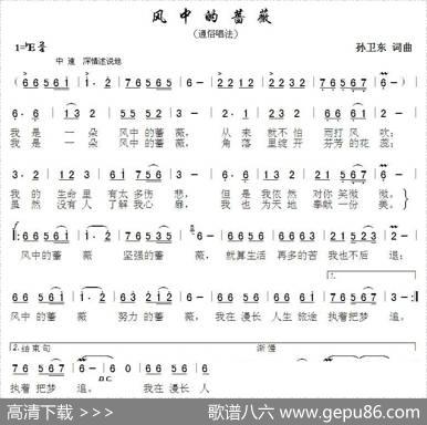 风中的蔷薇（孙卫东词曲） - 孙卫东|孙卫东