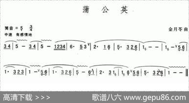 蒲公英|金月苓