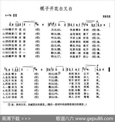 栀子开花白又白