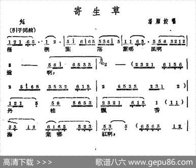 [广西文场]寄生草