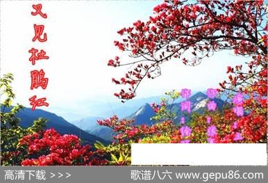 又见杜鹃红（徐环宙词张夏林曲） - 徐环宙|张夏林