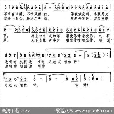 边哨的月光花 - 颂今|胡祝英