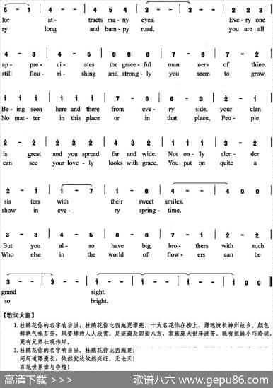 杜鹃花礼赞 - 陈颖波|赵陈圣乐