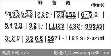 野蔷薇