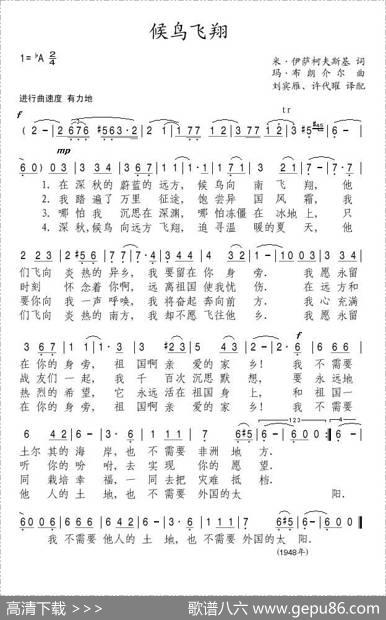 候鸟飞翔