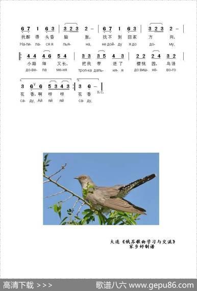 杜鹃在凄婉地歌唱КУКОВАЛАКУКУШКА（中俄简谱）|俄罗斯民歌
