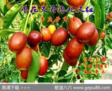 枣花又开枣儿又红 - 子锋|高福友