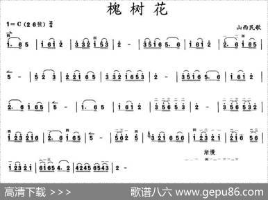 槐树花