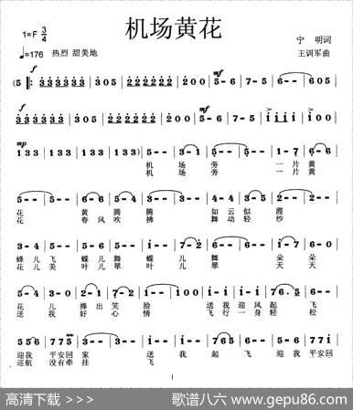 机场黄花 - 宁明|王训军