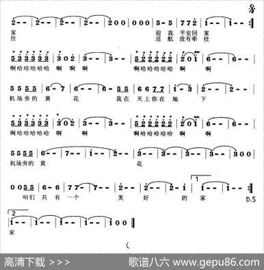 机场黄花 - 宁明|王训军