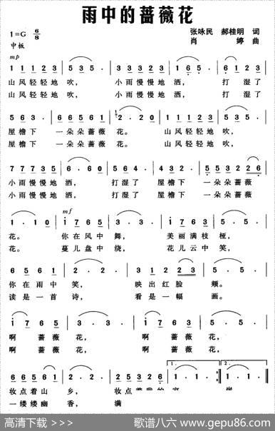 雨中的蔷薇花