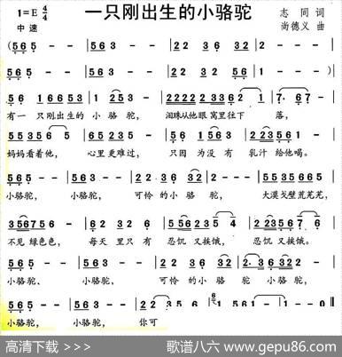 一只刚出生的小骆驼 - 志同|尚德义