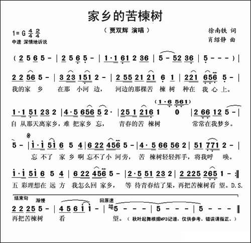 家乡的苦楝树