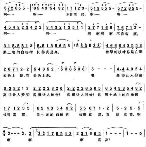 黑土地上的白杨树