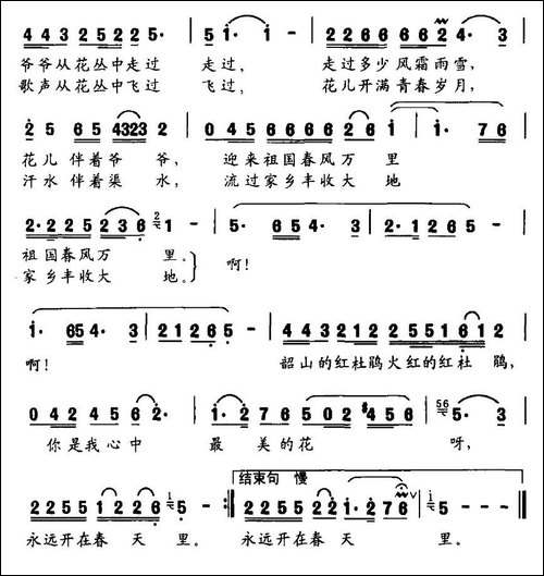 韶山的杜鹃花