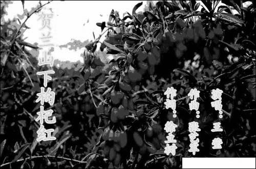 贺兰山下枸杞红-手稿谱